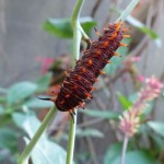 One example of a caterpillar you could see in the butterfly garden!