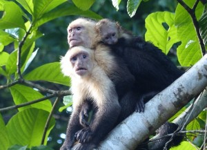 Costa Rica capuchin monkeys Montezuma