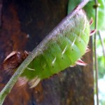 morhpo caterpillar cropped & resized