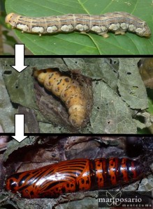 pupation picture jpg